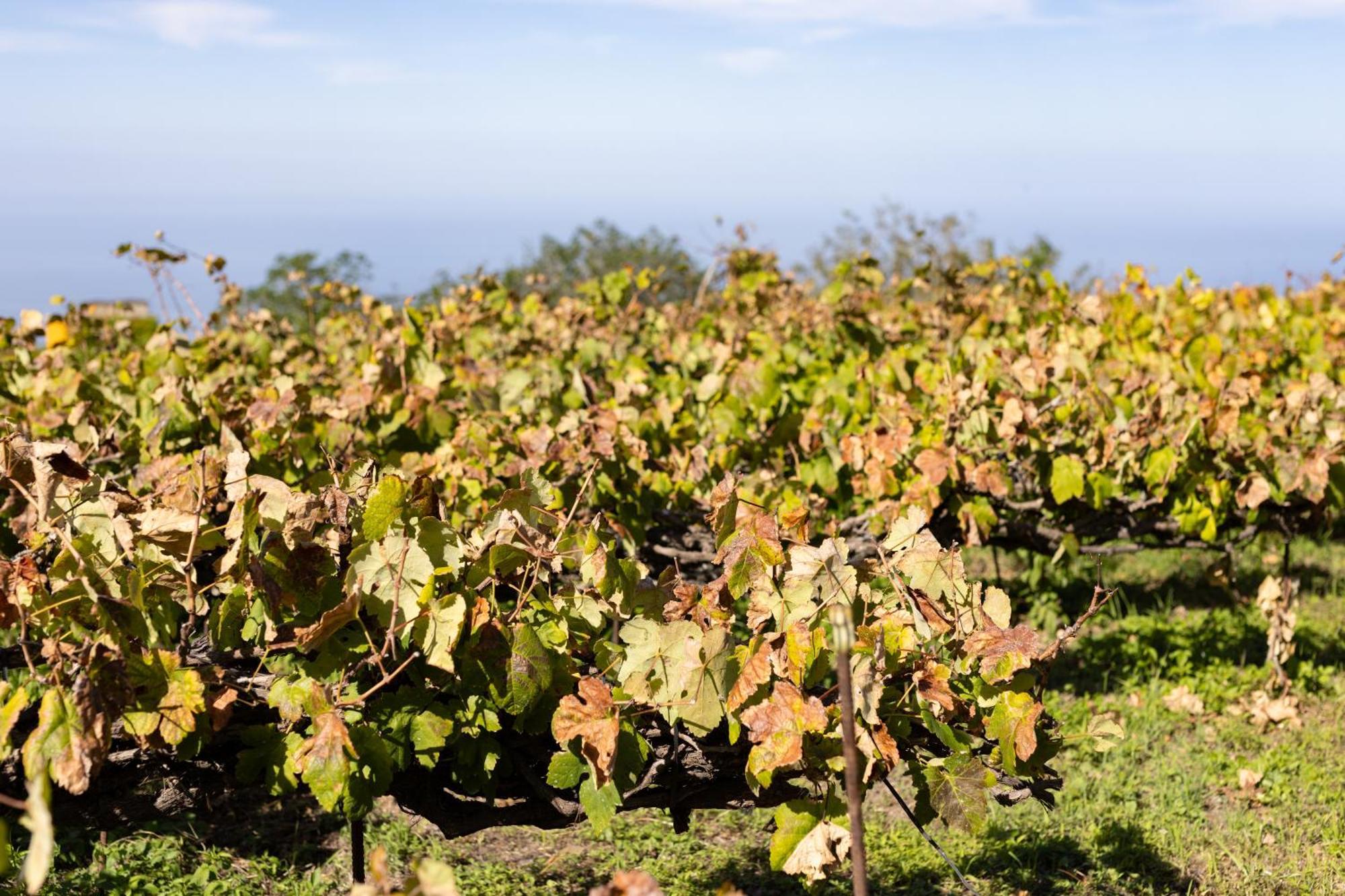 Ek Las Vistas Finca El Milagro La Orotava Bagian luar foto