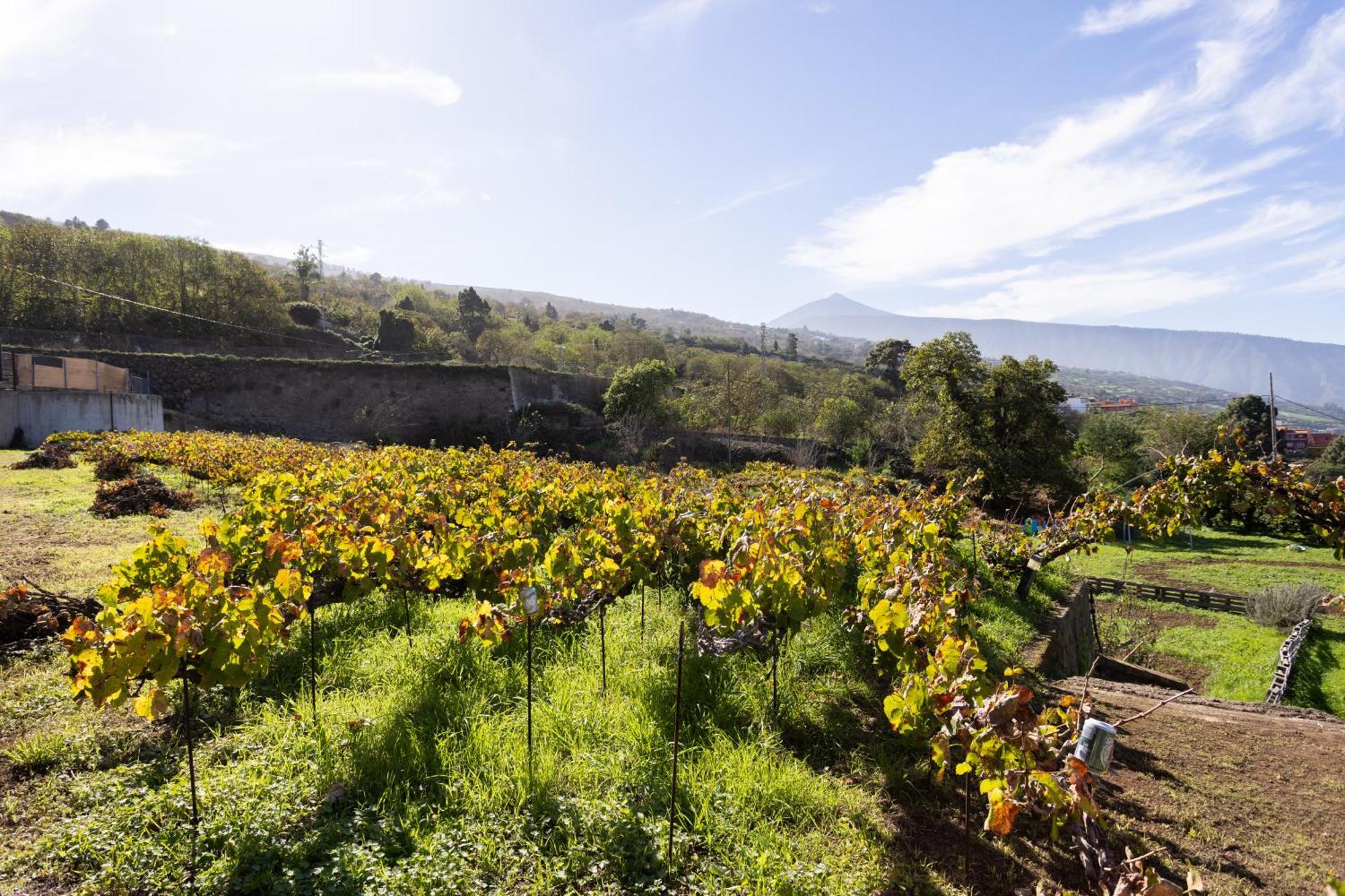 Ek Las Vistas Finca El Milagro La Orotava Bagian luar foto
